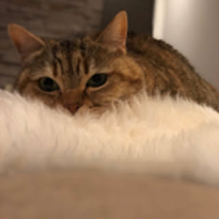 melo