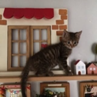 jilu