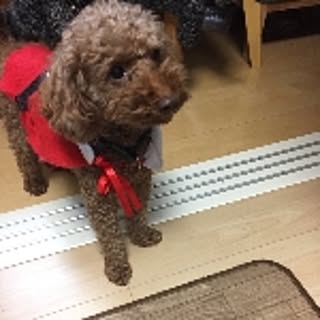 ayumi