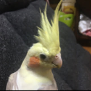 mogu