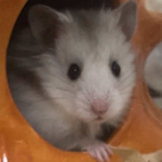 meeguemie