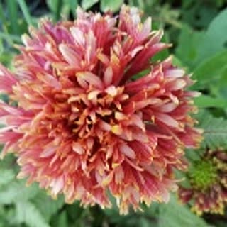 a-garden