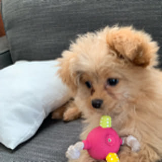 coco