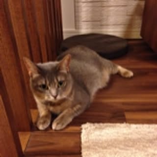 nekochiki
