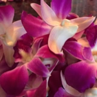 Aloha
