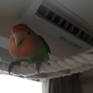 torimomo