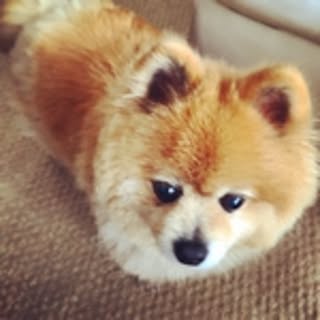 Pom