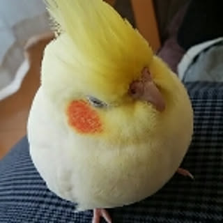 ponta