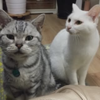 ameyuki