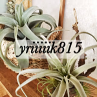 yriiiiik815