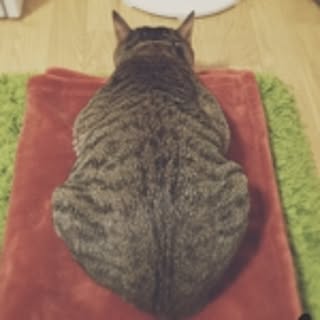 yoshi