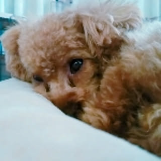 LOVE.Dog