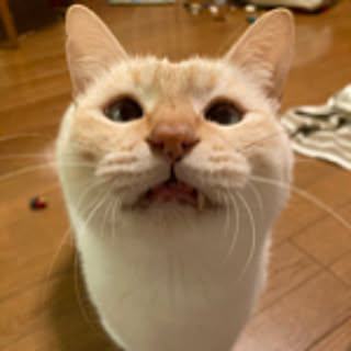 tara