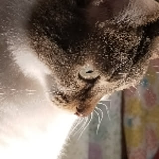 orange.nanny