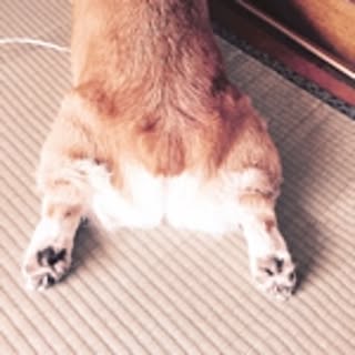 Yoshi