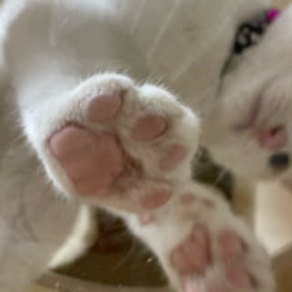 Sugar