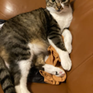 maplesyrupcookie