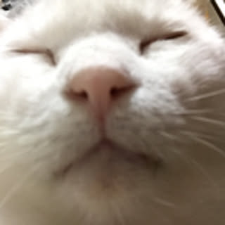 pochio