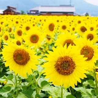 hinakontencha