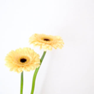 w_flower
