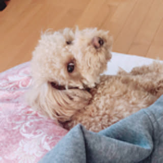minching_zzz