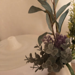 lignum-vitea