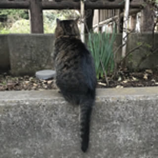 Hanae