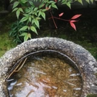 azuki