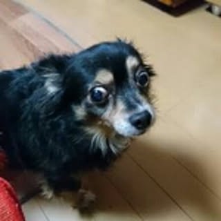 gon