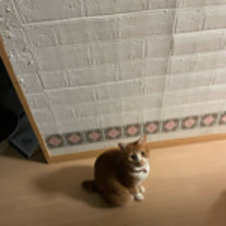ringo
