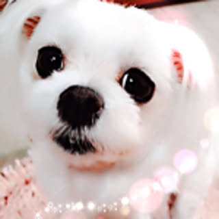 momo01_15