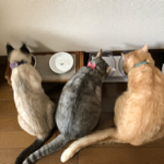 hikari-mama