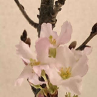 keronpa