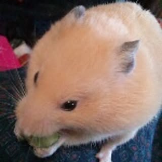 chihiro