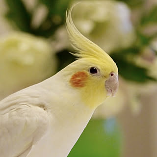 piyo