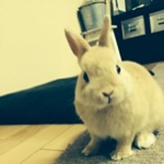 sachi