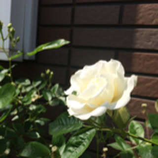 contrystyle54