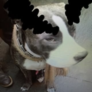 albelt