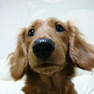 bebe