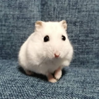 tomo