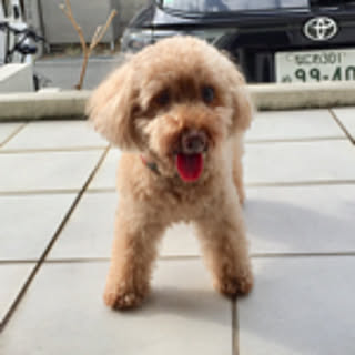 cocokawasaki
