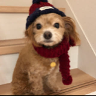 Sakiko