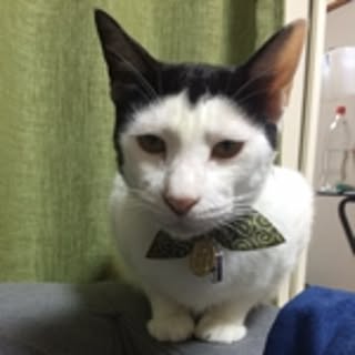 chanko