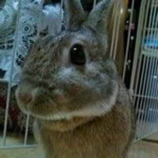 shoko
