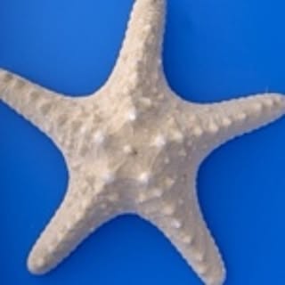 shantilife