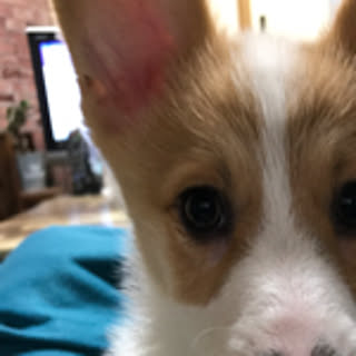 hachimistu