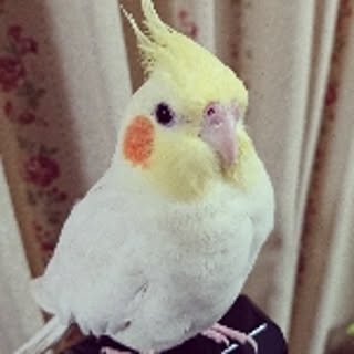 an_ibu