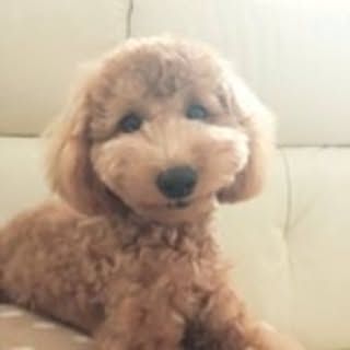 kimi