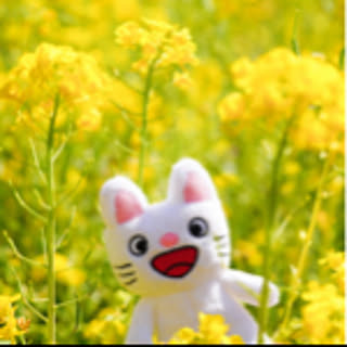 rinon