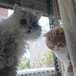 meeqoomaa